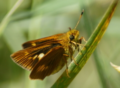Euphyes conspicua