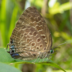 Arhopala camdana