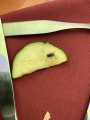 Diptera