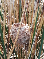 Tachuris rubrigastra