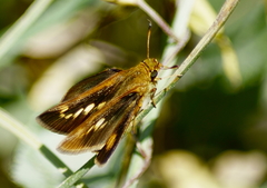 Euphyes conspicua