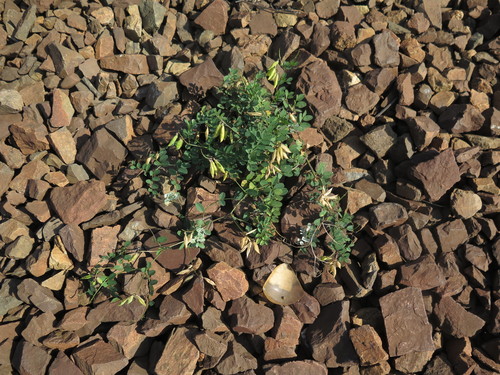 Amur vetch