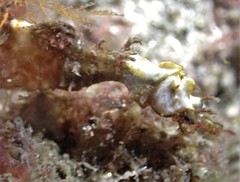 Idiotropiscis lumnitzeri