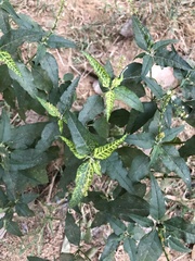 Ambrosia ambrosioides