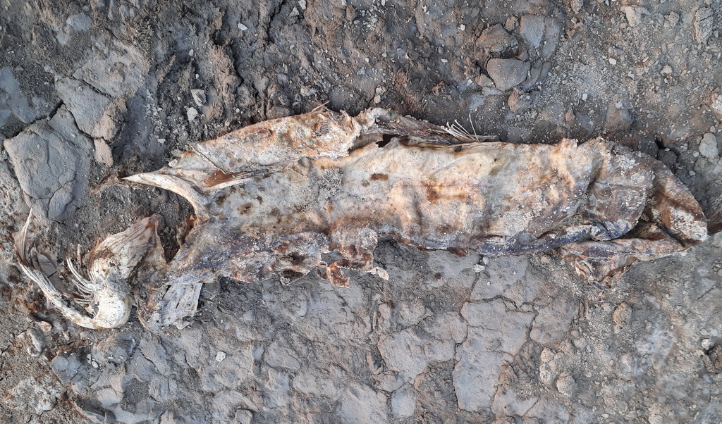 Mesopotamian catfish (Silurus triostegus) — Siluridae