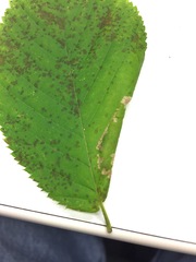 Phyllonorycter ostryaefoliella