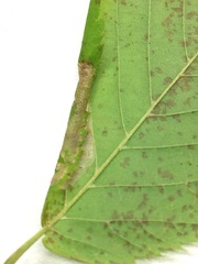 Phyllonorycter ostryaefoliella