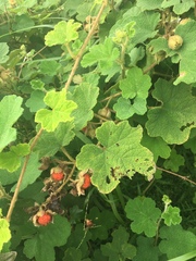 Rubus alceifolius