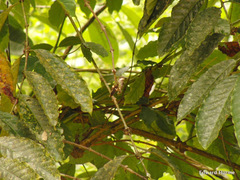 Discosura langsdorffi