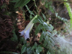 Tripterospermum lanceolatum