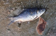 Carassius auratus