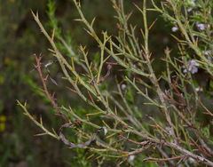 Acacia continua