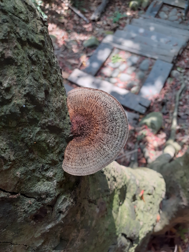 Hexagonia apiaria