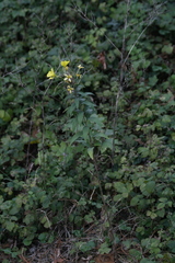 Oenothera