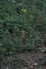 Oenothera