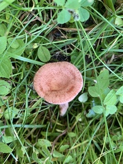 Lactarius spinosulus