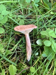 Lactarius spinosulus