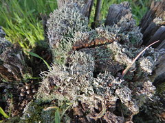Cladonia rigida