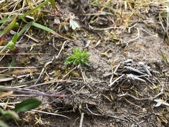 Veronica verna