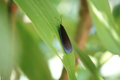 Pompelon marginata