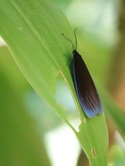 Pompelon marginata