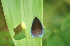 Pompelon marginata