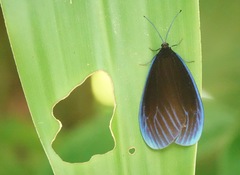 Pompelon marginata