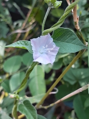 Jacquemontia paniculata
