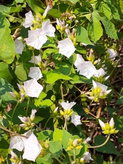 Jacquemontia paniculata