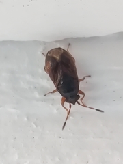 Stygnocoris