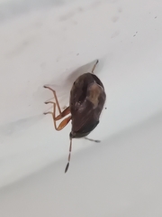 Stygnocoris