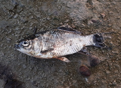 Carassius auratus