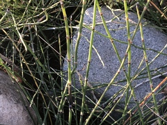 Equisetum × nelsonii