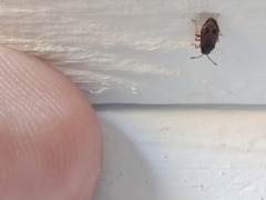 Stygnocoris