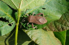 Anoplocnemis dallasi