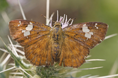 Pseudocoladenia dan fatih