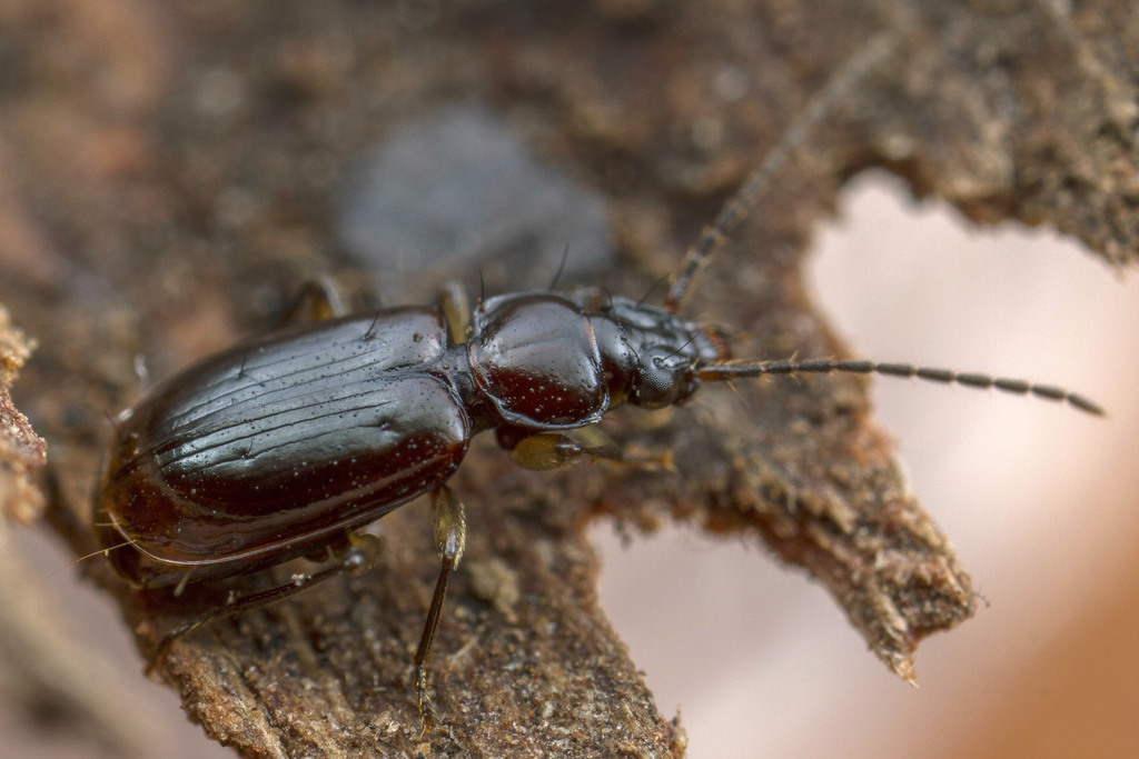 Trechodina