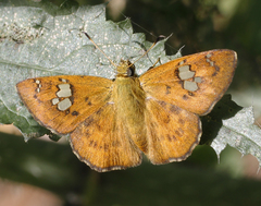 Pseudocoladenia dan fatih