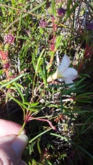 Oxalis stictocheila