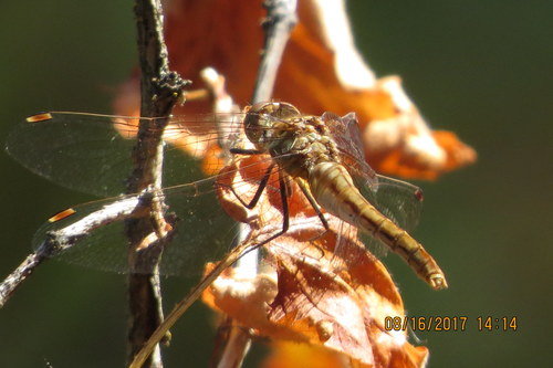 Striped Meadowhawk photo 6