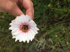 Monsonia speciosa