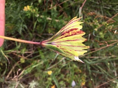 Monsonia speciosa