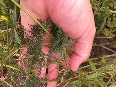 Monsonia speciosa