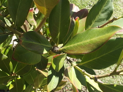Acokanthera oppositifolia