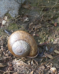 Zachrysia provisoria