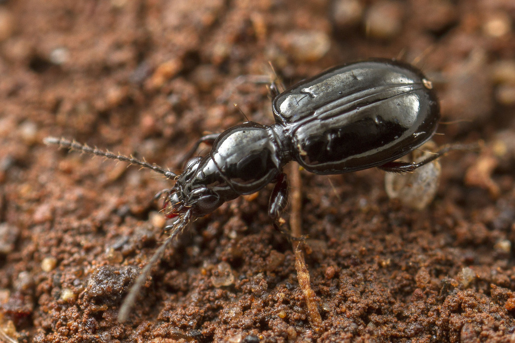 Cyphotrechodes