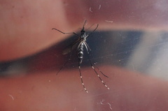Stegomyia