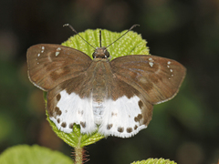 Tagiades menaka