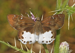 Tagiades menaka