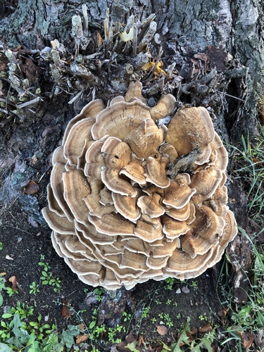 Giant Polypore